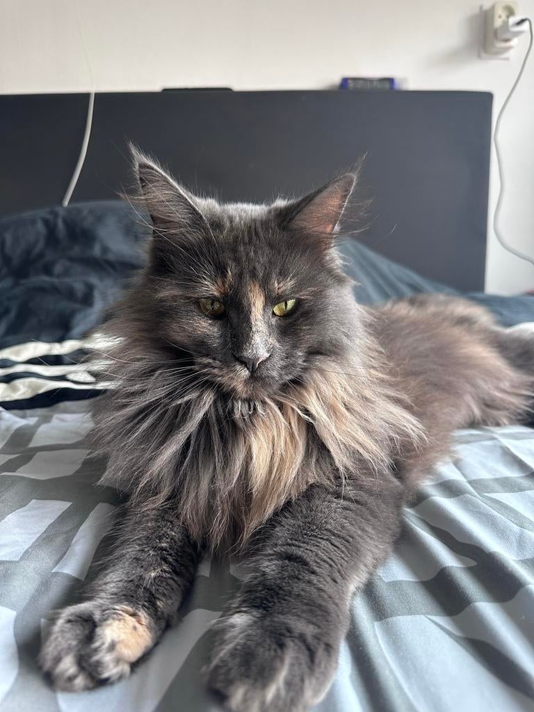 Grijsblauwe kat, raszuivere Maine Coon, 4,5 kg, Dieren en Toebehoren, Katten en Kittens | Overige Katten, Poes