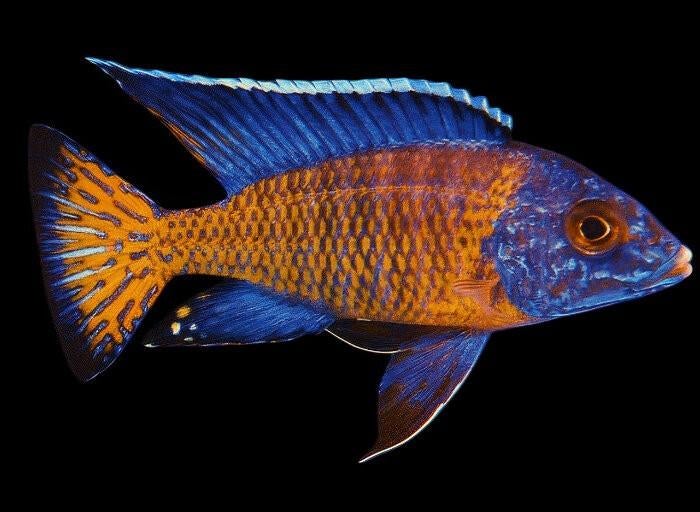 Malawi Cichliden: Aulonocara ngara, Vis, Zoetwatervis