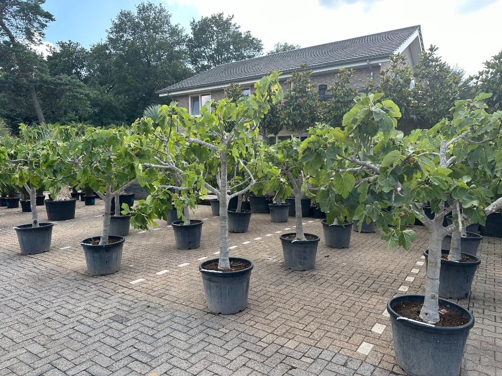 Ficus carica - Vijgenboom met 25/30 cm stamomtrek te koop, 100 tot 250 cm, Zomer, Volle zon, In pot