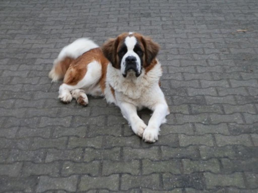 Deze mooie lieve sint bernard reu staat ter dekking, Parvo, Eén hond, 3 tot 5 jaar, Nederland