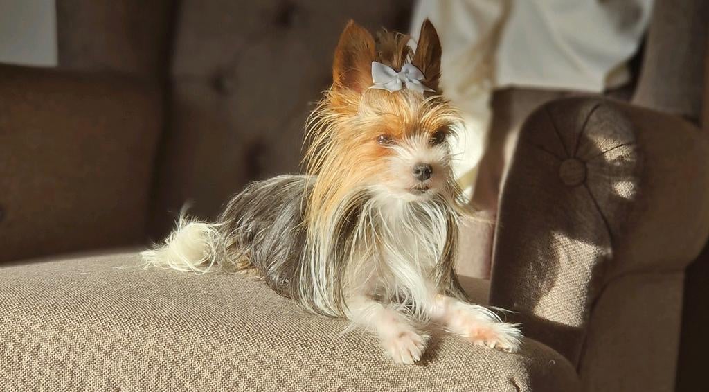 Mini yorkshire terrier bieuwer dekreu, Dieren en Toebehoren, Reu, Parvo, Eén hond, 3 tot 5 jaar