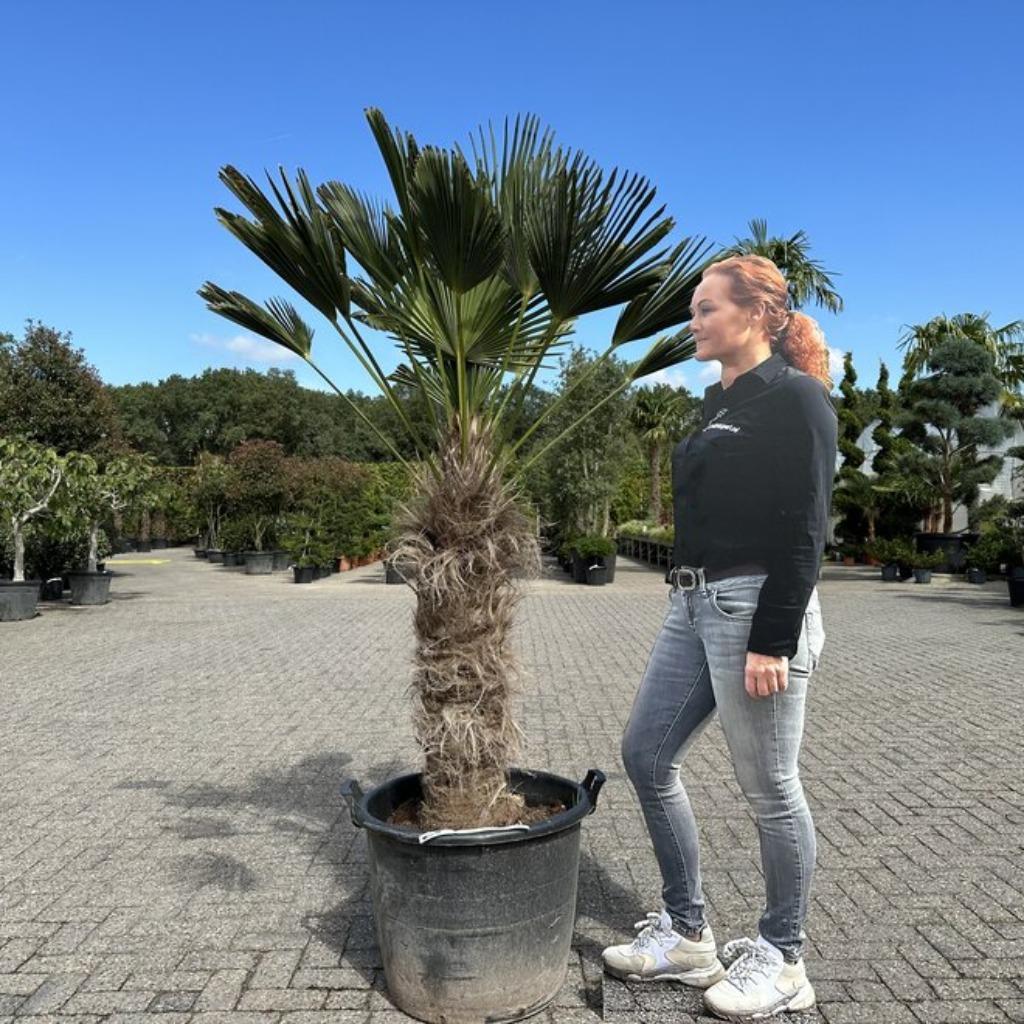 Trachycarpus wagnerianus palmbomen met 80/100cm stamhoogte!, In pot, Halfschaduw, Ophalen of Verzenden, 100 tot 250 cm