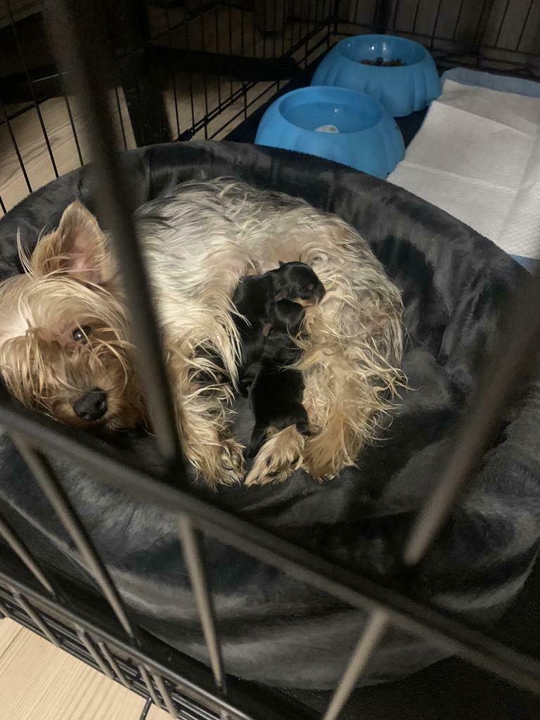 Yorkse terrier te Koop, Dieren en Toebehoren, Yorkshire Terriër, Parvo, 8 tot 15 weken, Meerdere