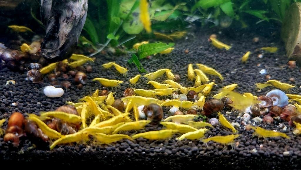High grade Yellow neon backstripe neocaridina garnalen 1,-, Kreeft, Krab of Garnaal, Zoetwatervis, Schoolvis