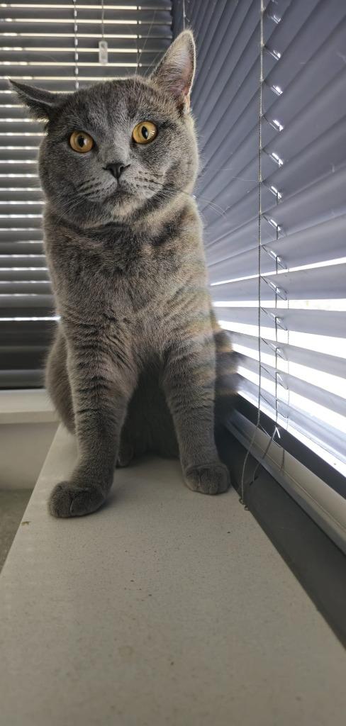 Britse korthaar Dekkater (niet te koop), Dieren en Toebehoren, Kater, Gechipt, 0 tot 2 jaar