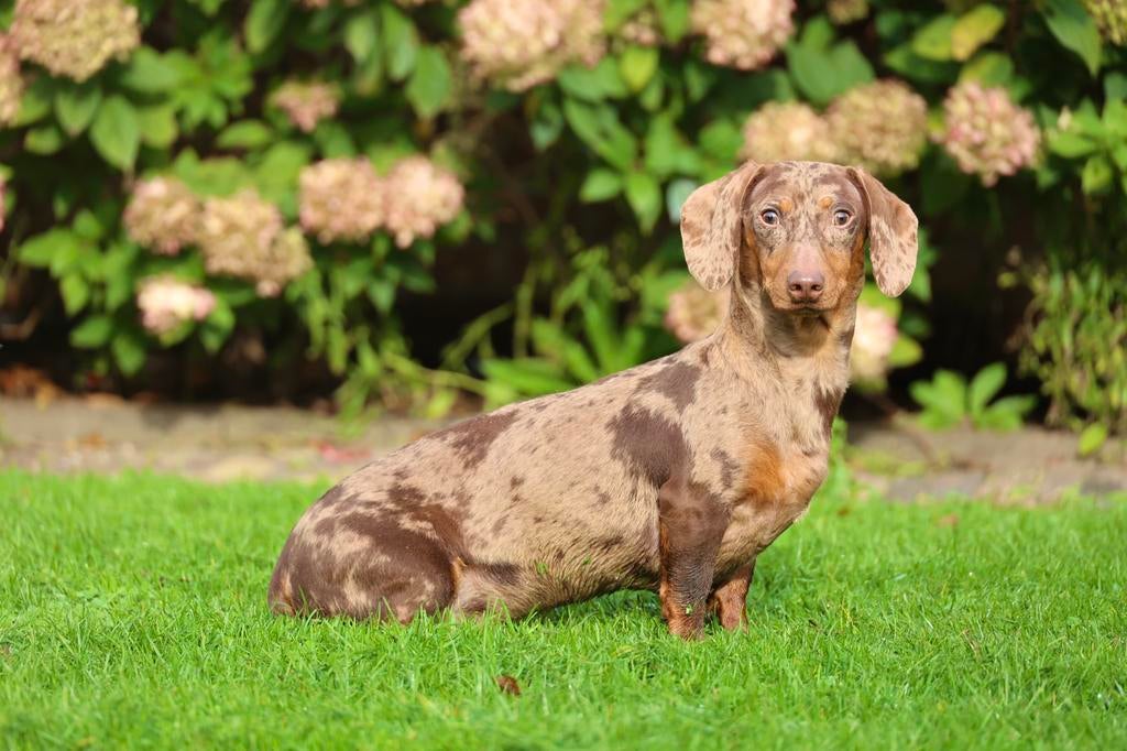 Choco merle dwerg teckel dekreu HD-a/ED-vrij/PL-vrij, Parvo, Reu, 1 tot 2 jaar, Eén hond