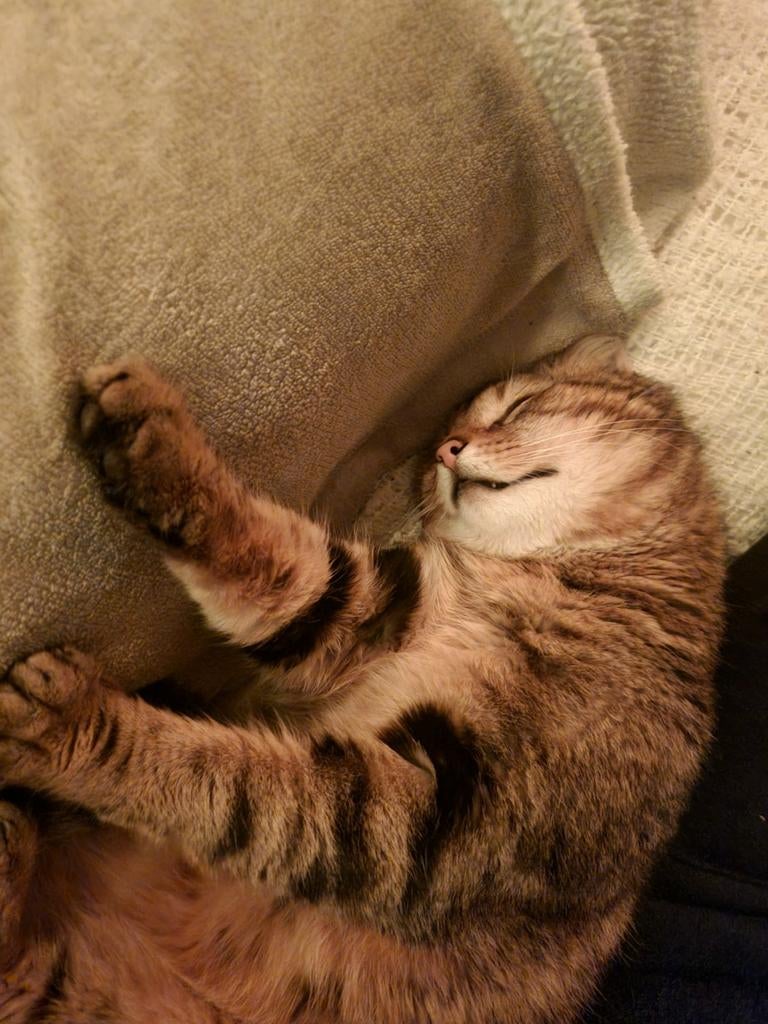 Kater, Dieren en Toebehoren, Kater