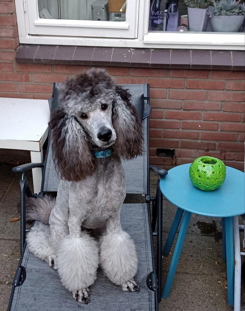 Mooie zilvergrijze koningspoedel dekreu met stamboom, Dieren en Toebehoren, Honden | Dekreuen, Reu, Particulier, Eén hond, Nederland