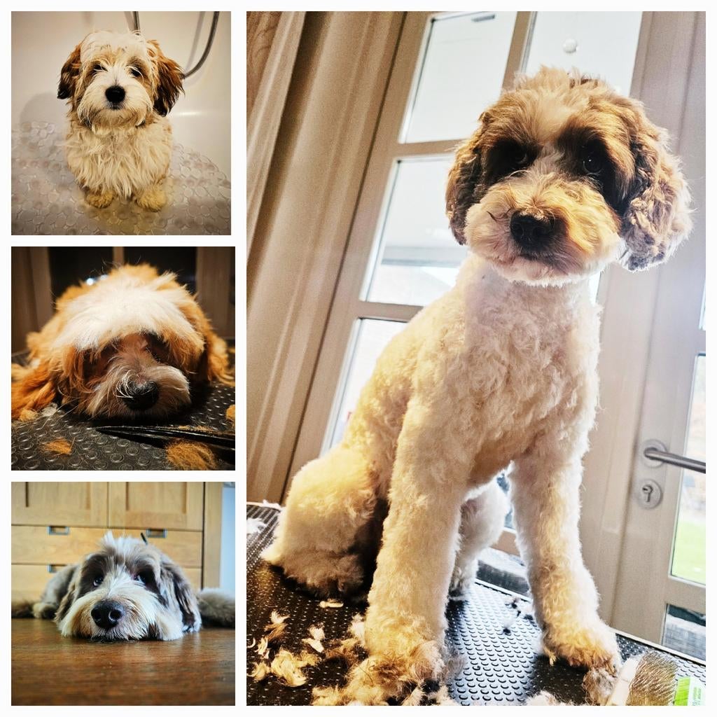Honden trimmen vanaf 50 euro, Trimmen of Verzorging