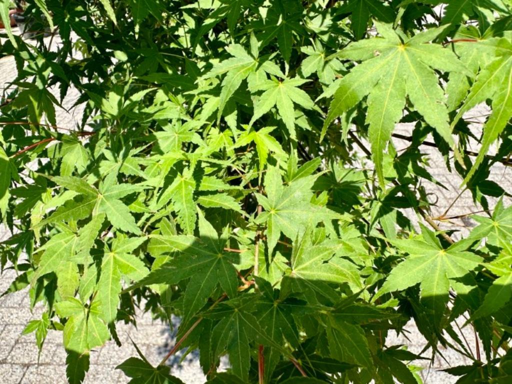 Acer palmatum - Japanse Esdoorn 150/175 cm te koop, Tuin en Terras, Planten | Bomen, In pot, Halfschaduw, 100 tot 250 cm, Overige soorten