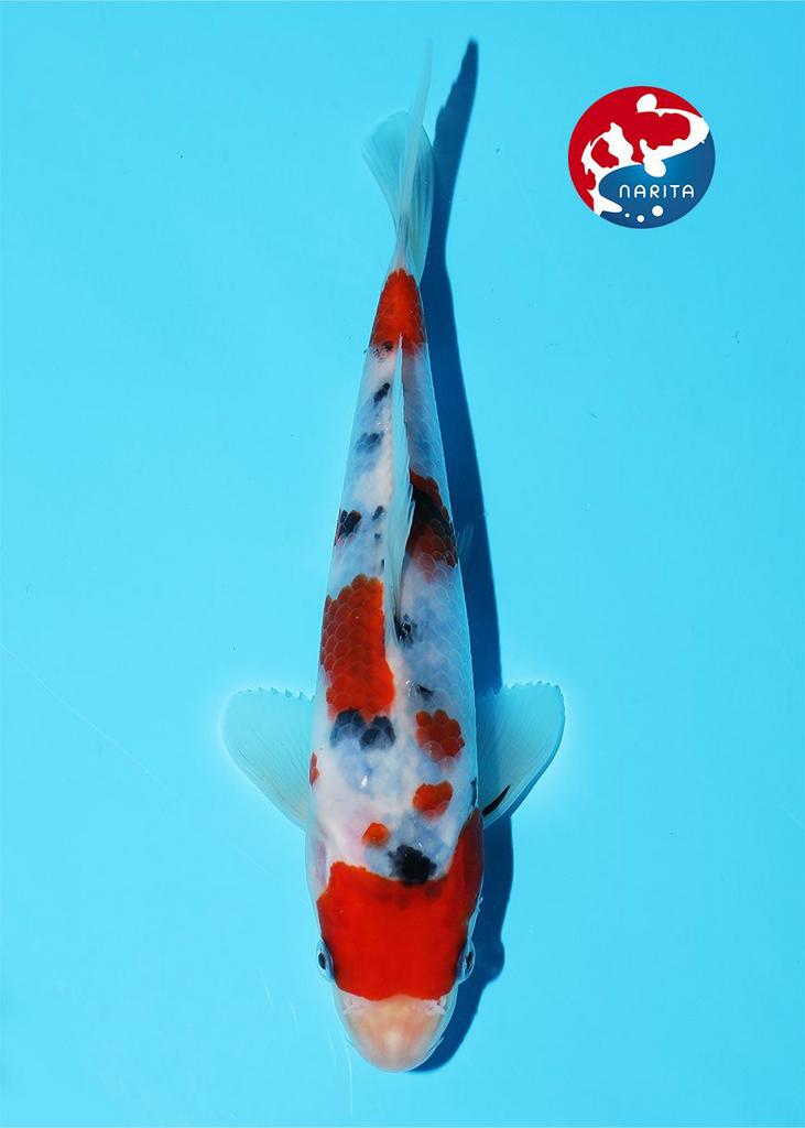 SANKE KIBI tosai super mooie koi voor toekomst, Dieren en Toebehoren, Vissen | Vijvervissen, Karper of Koi