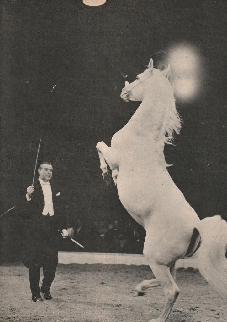 Retro reclame 1956 Circus Krone kamelen in de regen, Verzamelen, Verzenden, Overige typen