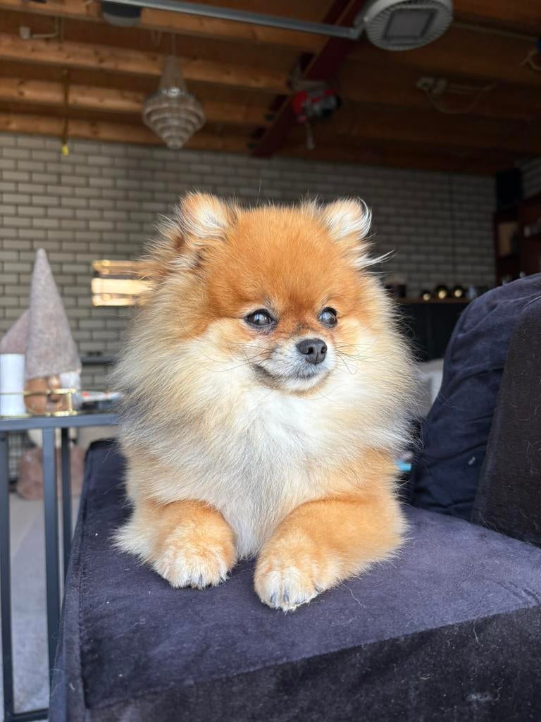 dekreu pomeriaan (niet te koop), Reu, 1 tot 2 jaar, Parvo, Eén hond