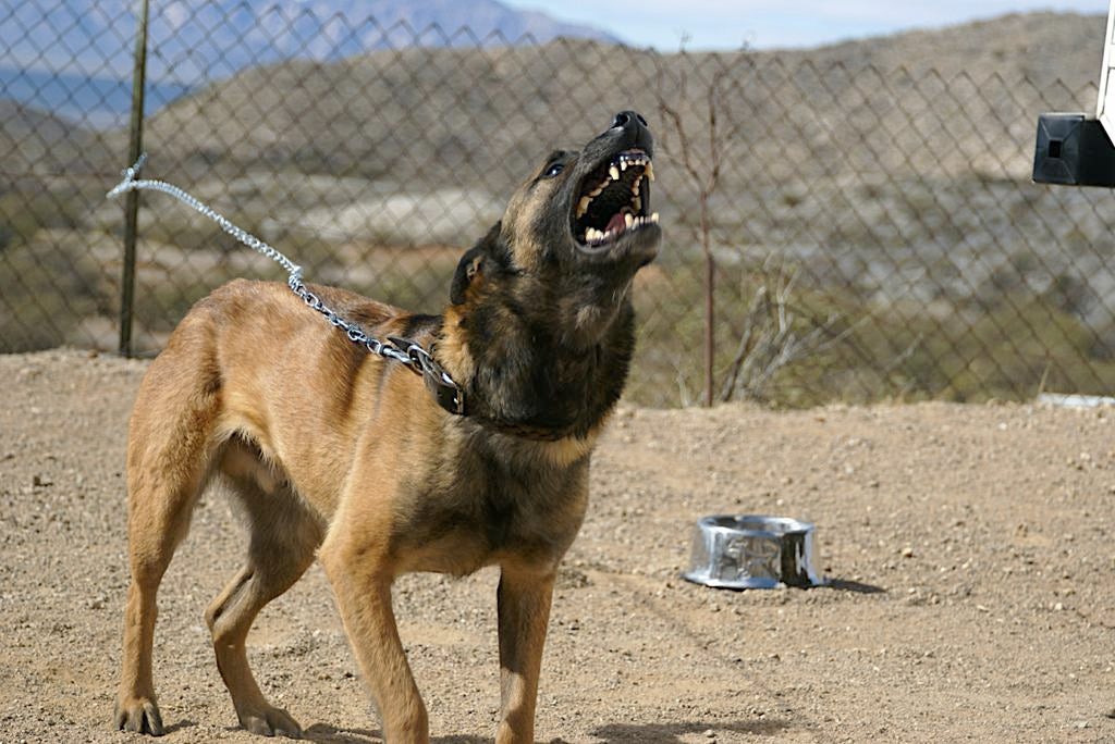 Bent u op zoek naar een goede waakhond?, Dieren en Toebehoren, Parvo, Overige rassen, Meerdere, Meerdere dieren