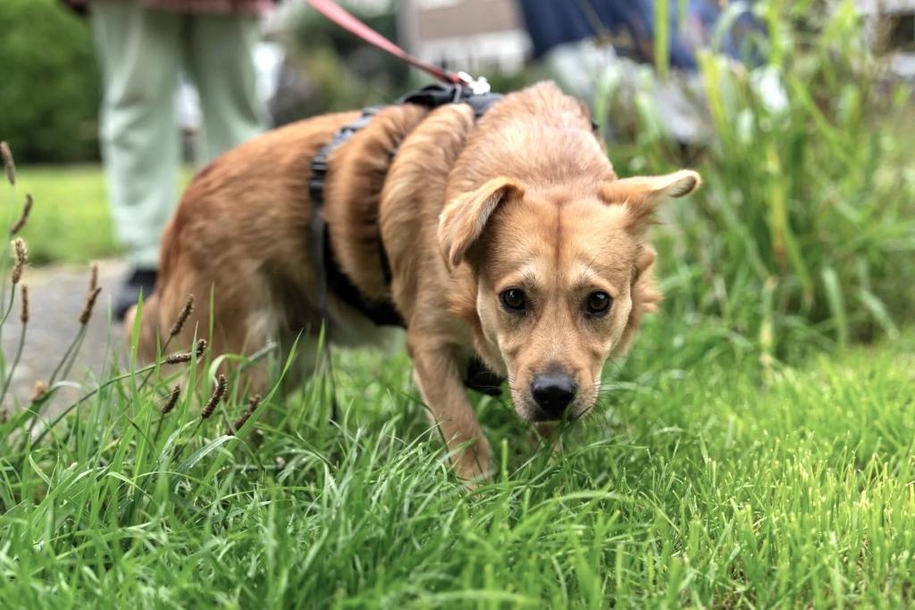 PATRICK & LUSY GELUKKIG SAMEN IN NL BIJ WIE MOGEN ZIJ WONEN?, Dieren en Toebehoren, Honden | Niet-rashonden, Particulier, 1 tot 2 jaar