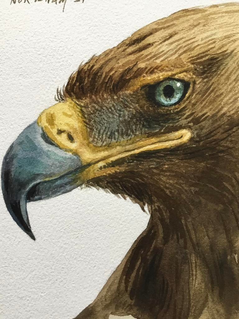 Aquarel Steenarend geschilderd door Nurilham, Antiek en Kunst, Kunst | Schilderijen | Modern, Ophalen of Verzenden
