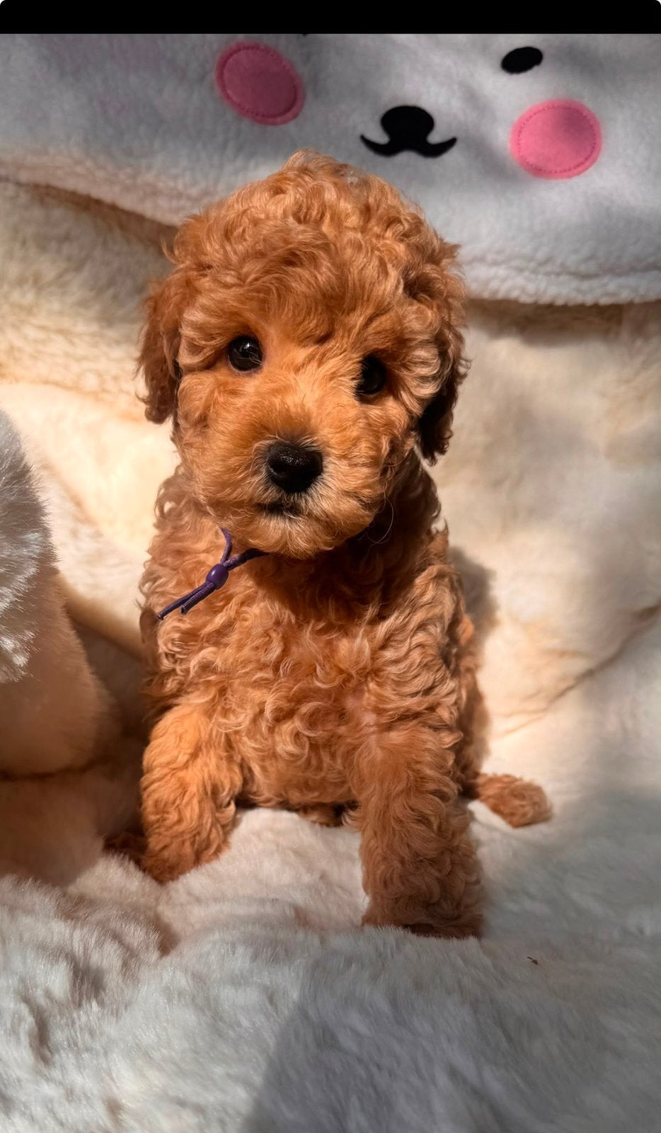 Abrikoos/ rode toypoedel pups met FCI stamboom, Poedel, Parvo, Reu, 8 tot 15 weken