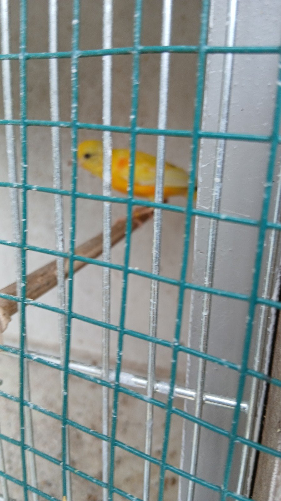raza man 2026, Dieren en Toebehoren, Mannelijk, Zangkanarie