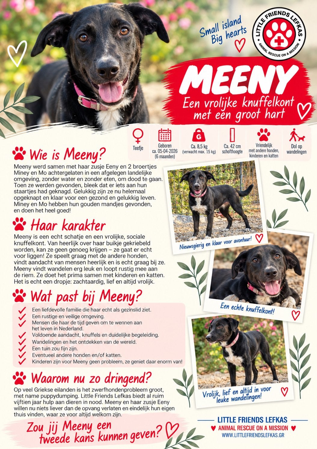 FOSTERGEZIN GEZOCHT VOOR MEENY, Starter, Overige vormen, Overige uren, Overige niveaus