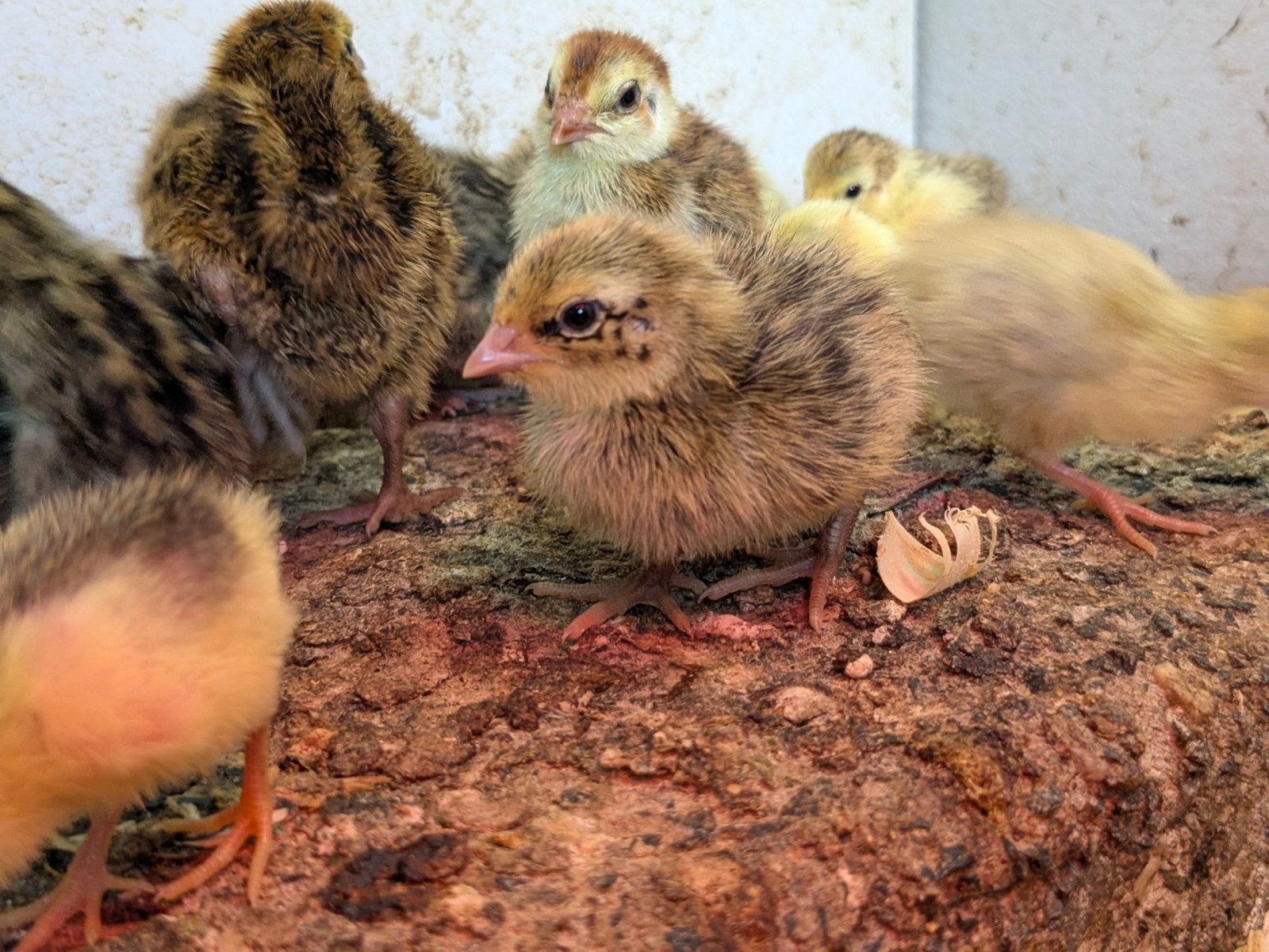 Celadonkwartel kuikens, Dieren en Toebehoren, Pluimvee, Kip, Geslacht onbekend