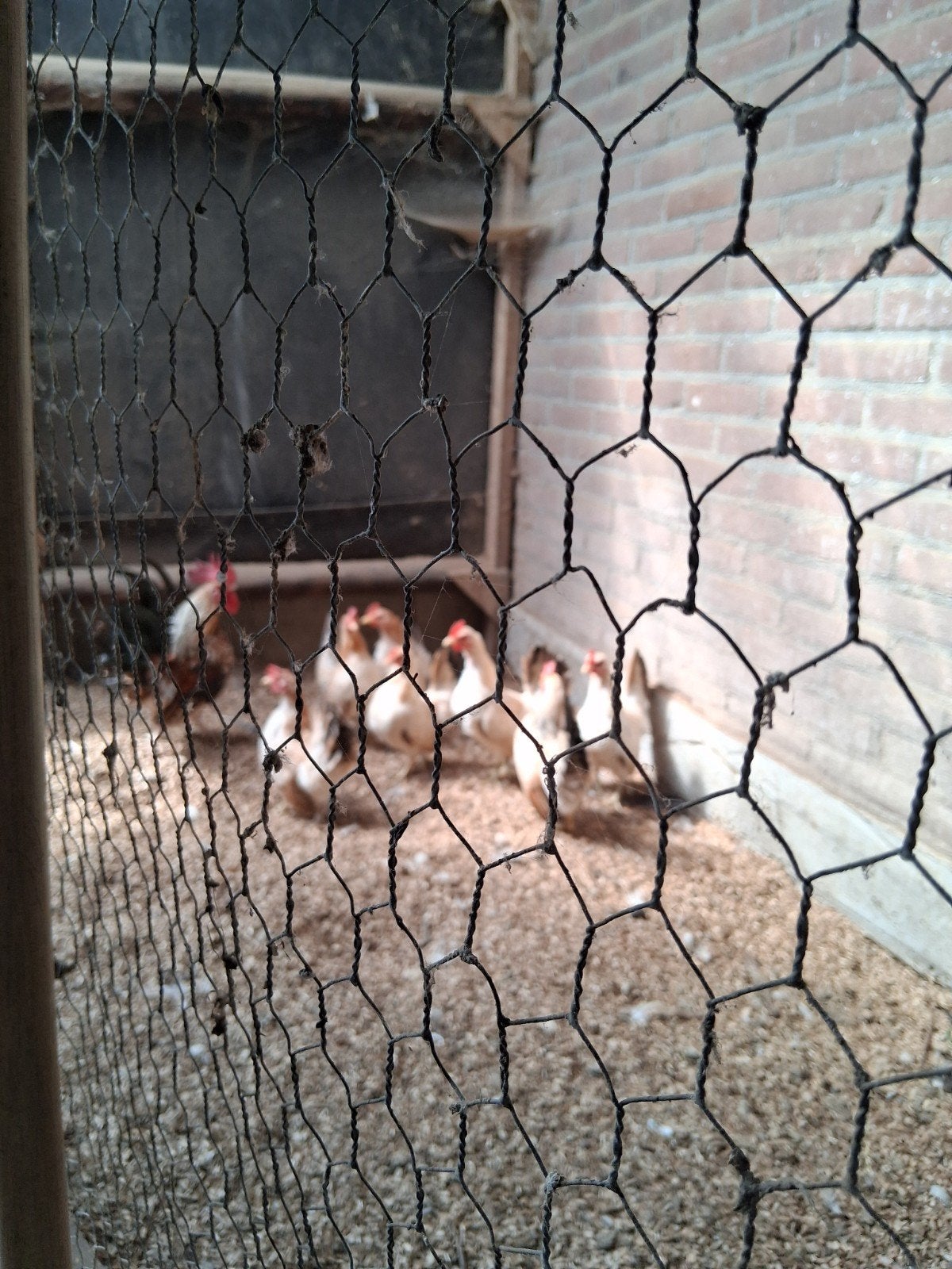 chabo kriel, Dieren en Toebehoren, Vogels | Overige Vogels, Vrouwelijk