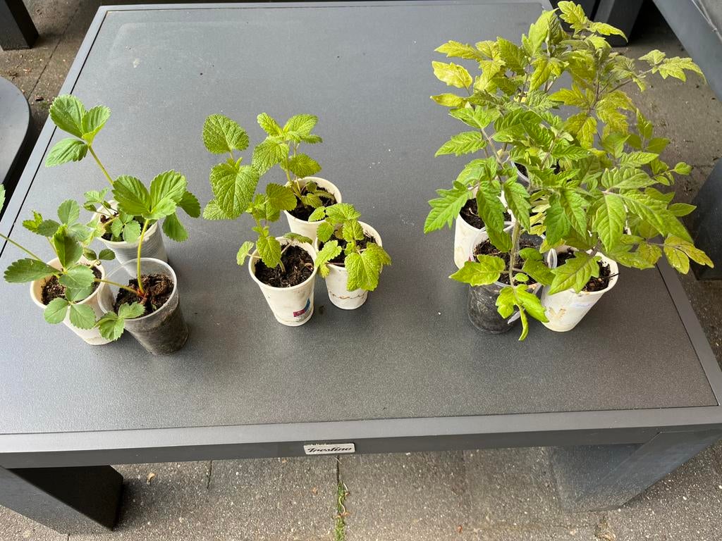Tomaatstekjes- Citroen Melissa- Aardbeien- Dropplant €1 pst, Ophalen of Verzenden, Volle zon