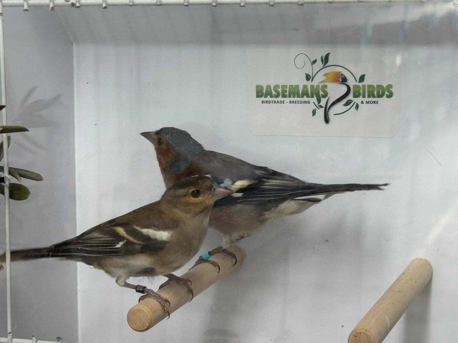 Europese vink - Fringilla coelebs, Dieren en Toebehoren, Vogels | Overige Vogels, Meerdere dieren, Wildzangvogel, Geringd