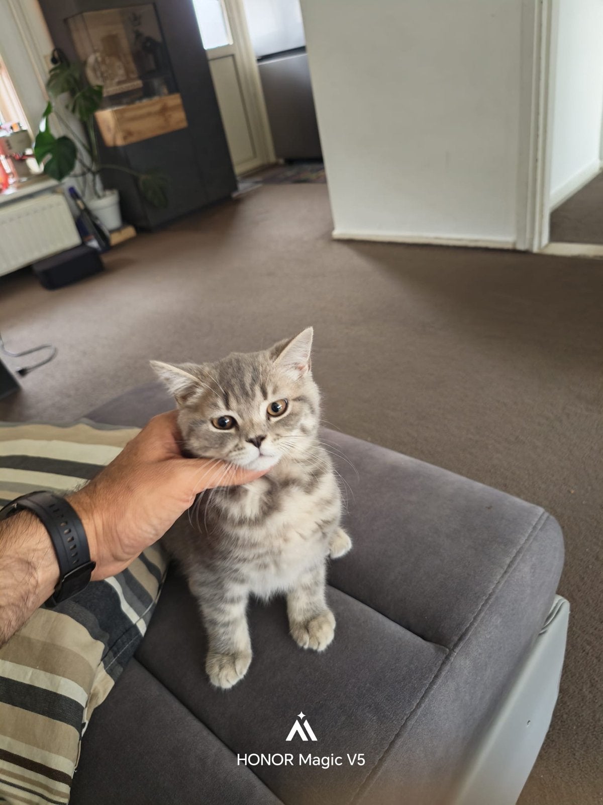 Prachtige Britse Korthaar kitten - Grijs tabby, Dieren en Toebehoren, Kater, 0 tot 2 jaar