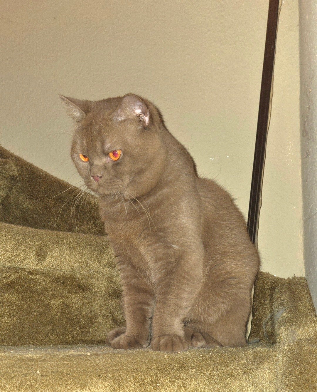 Prachtige BKH cinnamon dekkater B, 0 tot 2 jaar