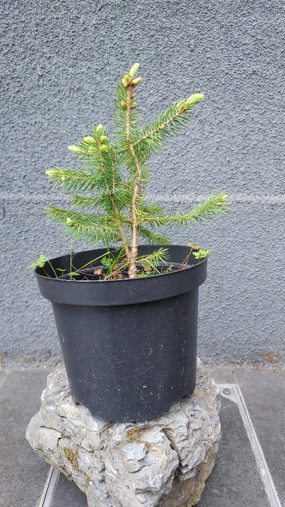 Jonge beginplantjes voor bonsai, Tuin en Terras, Ophalen of Verzenden, Overige soorten, Halfschaduw