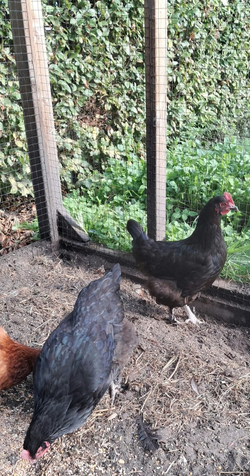 3 maran kippen te koop en 3 isa brown., Vrouwelijk, Kip