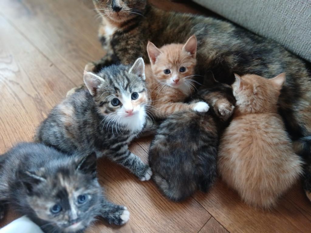 Prachtige kittens, waarvan 2 rode kittens nog beschikbaar, Meerdere dieren, Ontwormd, 0 tot 2 jaar