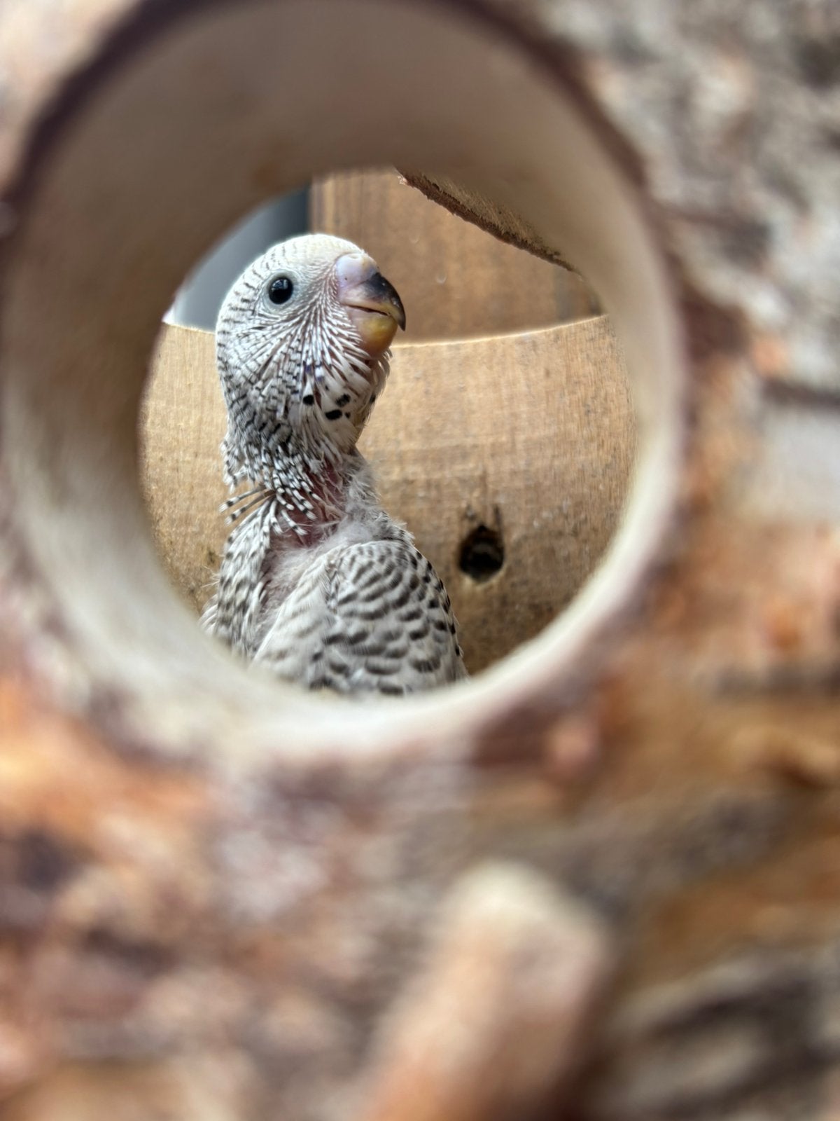 Jonge grasparkietjes blauw/paars, Dieren en Toebehoren, Geslacht onbekend, Parkiet, Tam