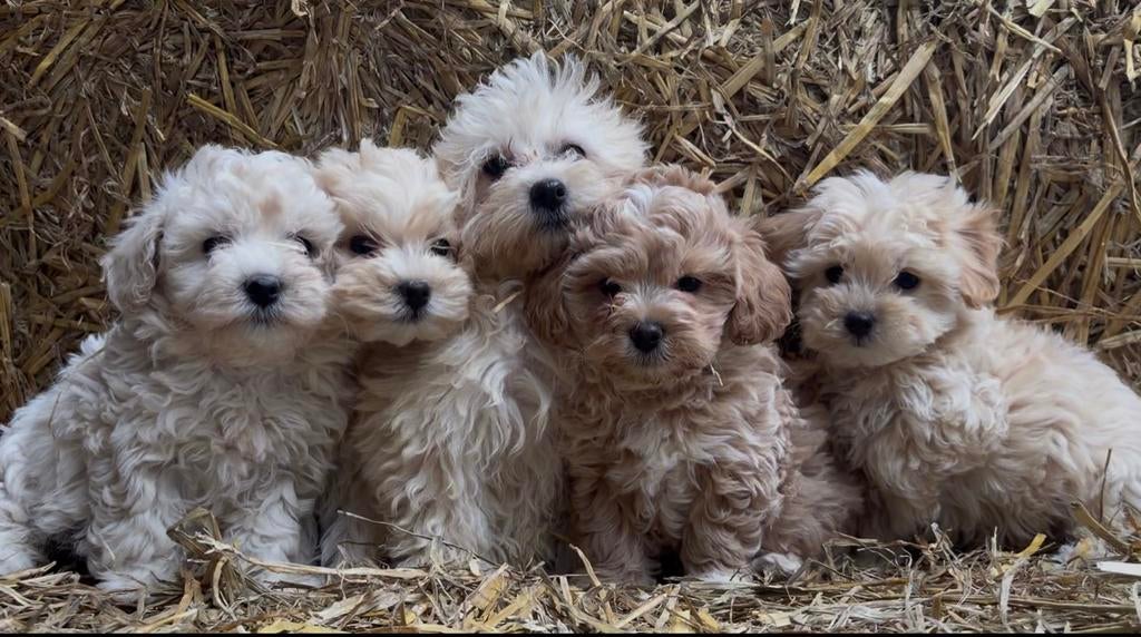 Super lieve maltipoo pups!, Overige rassen, 8 tot 15 weken, CDV (hondenziekte), Meerdere