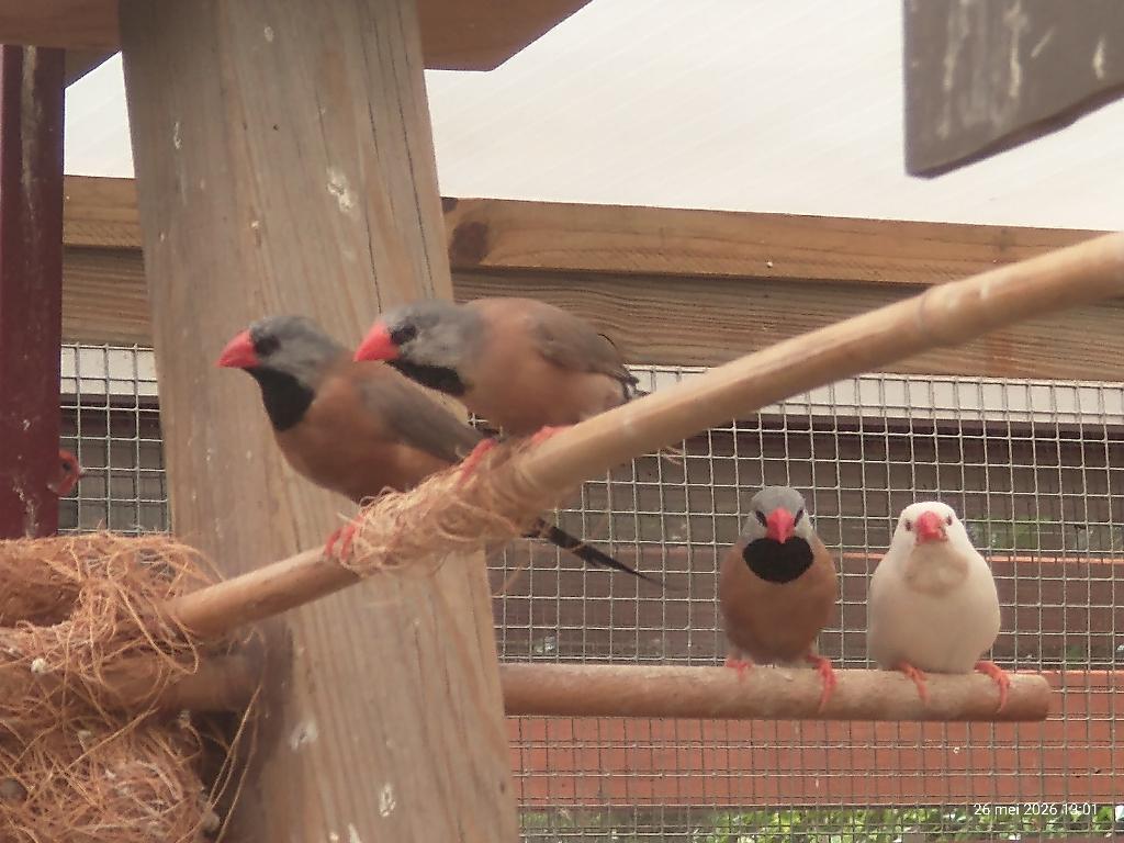 diverse spitsstaartamadine wildkleur, Dieren en Toebehoren, Meerdere dieren, Tropenvogel
