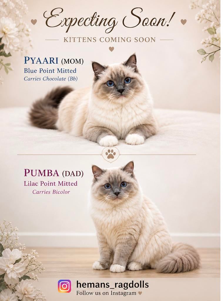 Ragdoll kittens | Beschikbaar juni | Blue & Lilac, Dieren en Toebehoren, Katten en Kittens | Raskatten | Langhaar, Meerdere dieren