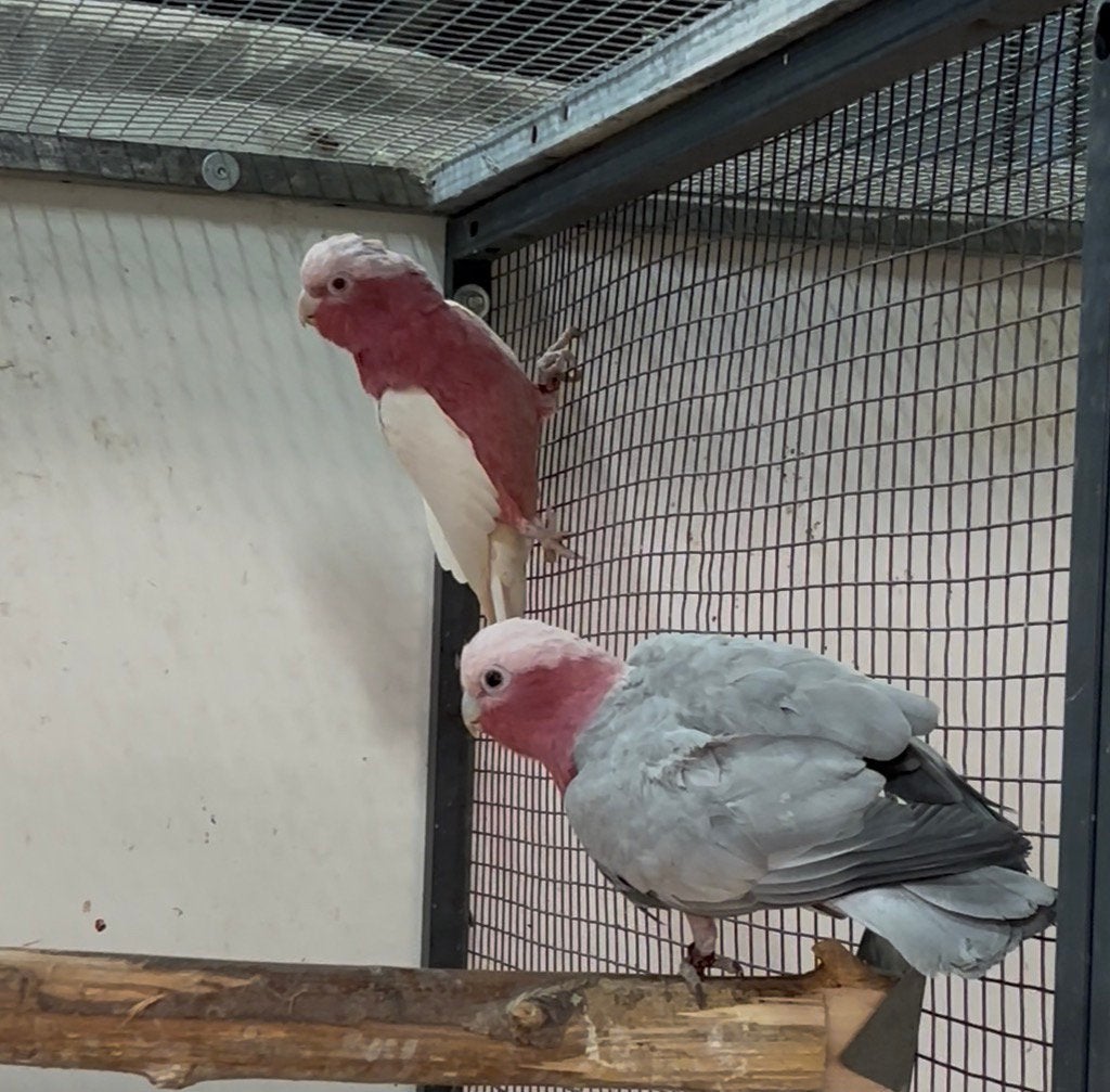 Kaketoes, amazone, aras te koop., Dieren en Toebehoren, Meerdere dieren, Papegaai, Geringd