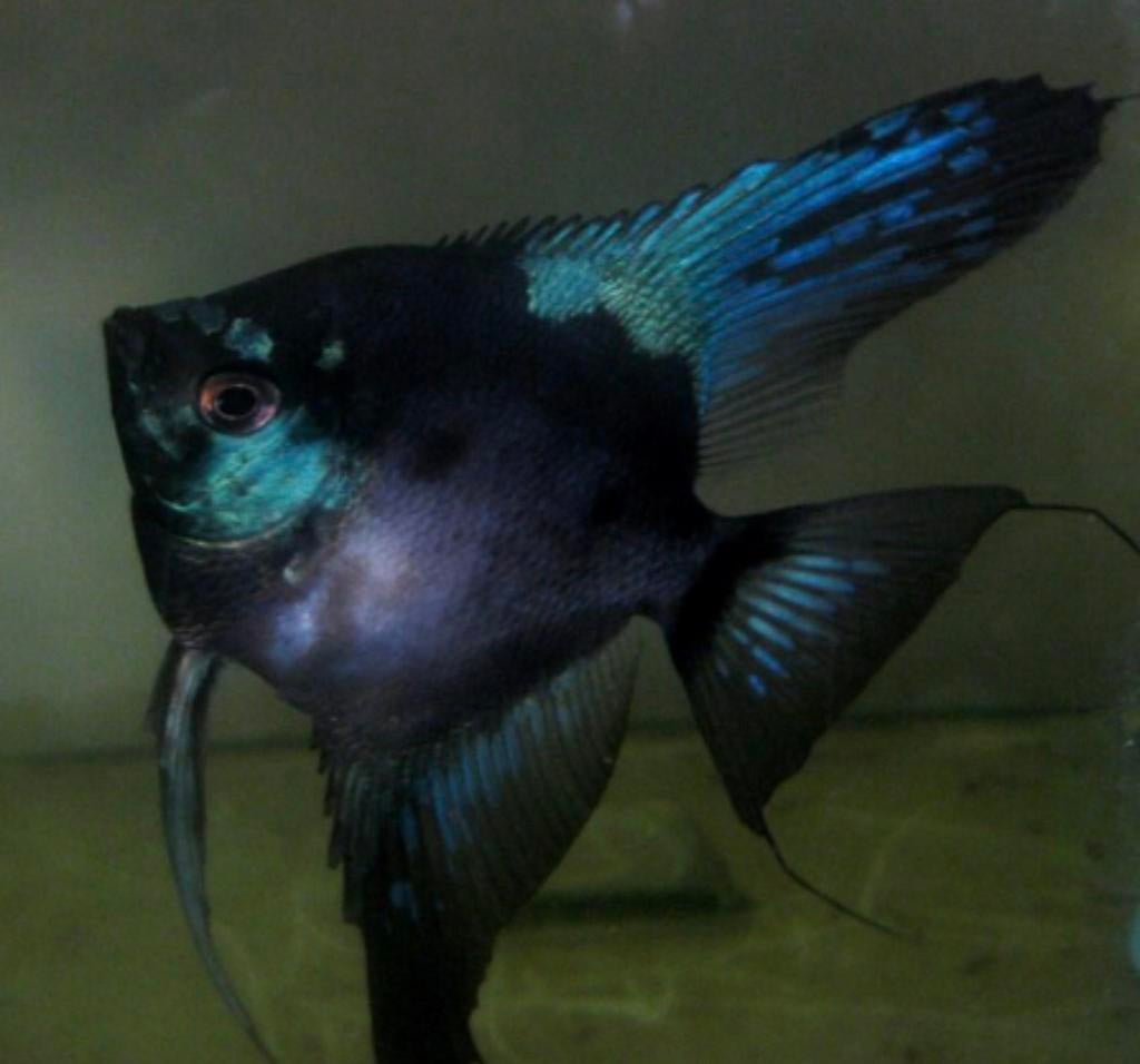 Nieuw  ! Pinoy Paraiba Chost, Vis, Zoetwatervis, Schoolvis
