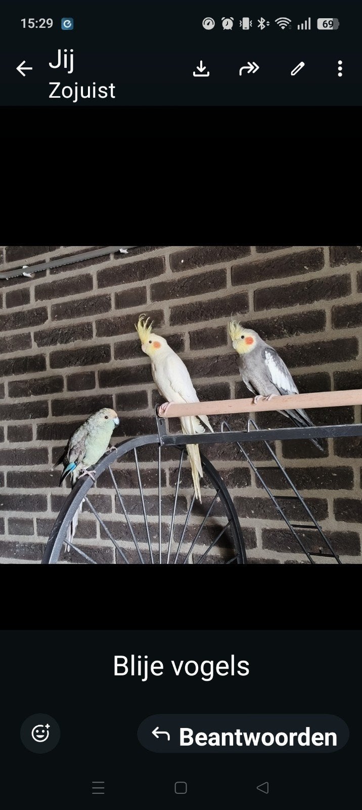 2 vogels, Dieren en Toebehoren