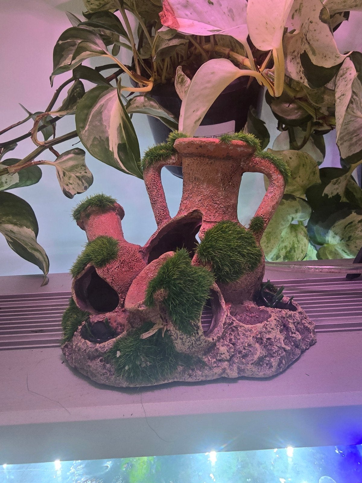 Mooi ornament voor je aquarium, Ophalen