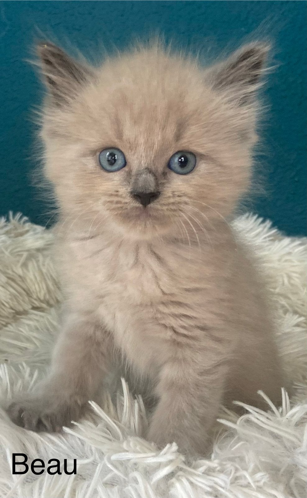 Prachtige Ragdoll kittens, Dieren en Toebehoren, Meerdere dieren, Ontwormd, 0 tot 2 jaar