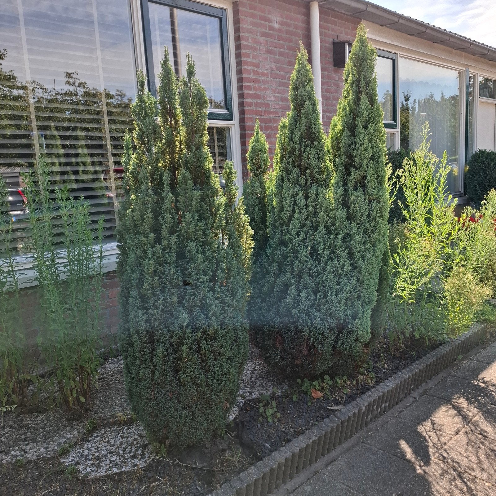 Gratis, zelf eruit halen ;  2 coniferen voor tuin of terras, Ophalen of Verzenden, Bloeit niet, Overige soorten, Volle zon