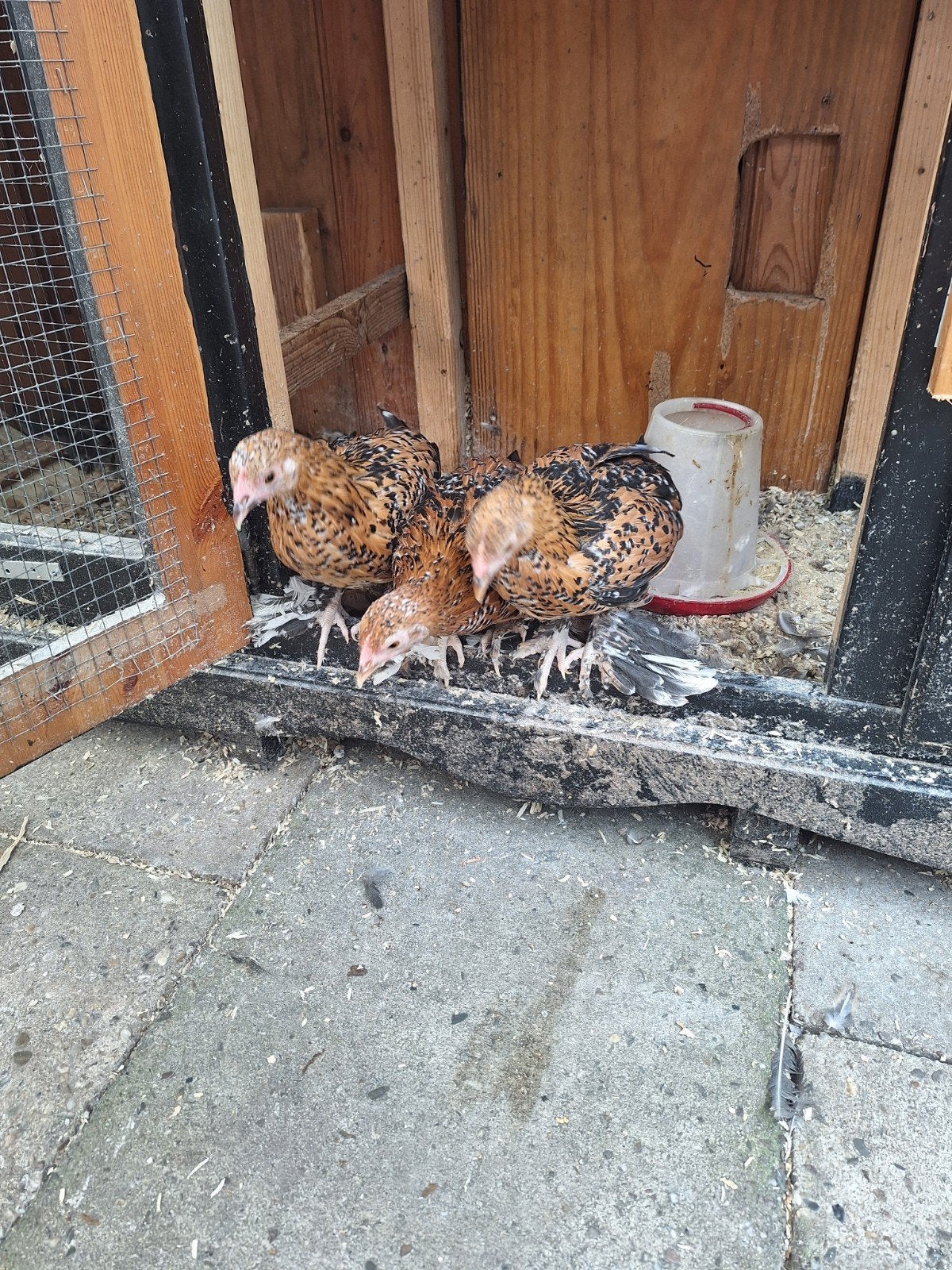 sabelpoot kriel isabel 13 weken oud en super handtam, Meerdere dieren, Kip
