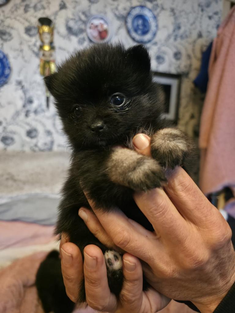 Raszuivere mini pomeriaan pup ️️️️, Keeshond, 8 tot 15 weken, Parvo, Meerdere dieren