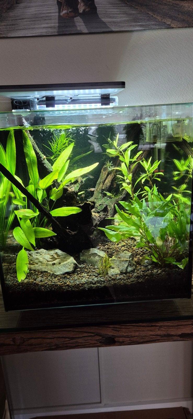 Superfish Qubiq 60 Pro 40x40x50.8 cm - Aquaria - Zwart, Ophalen, Inclusief controller, Zo goed als nieuw, Superfish
