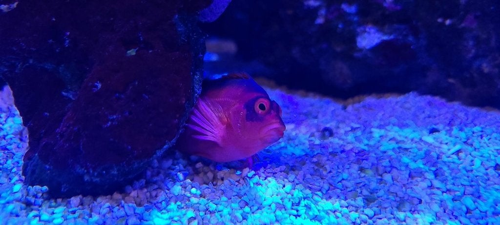 Neocirrithes armatus / rode koraalklimmer, Vis, Zoutwatervis