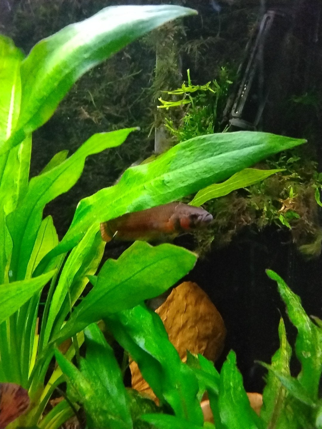 Gezocht.....Betta Macrostoma vrouw., Dieren en Toebehoren, Vis, Zoetwatervis