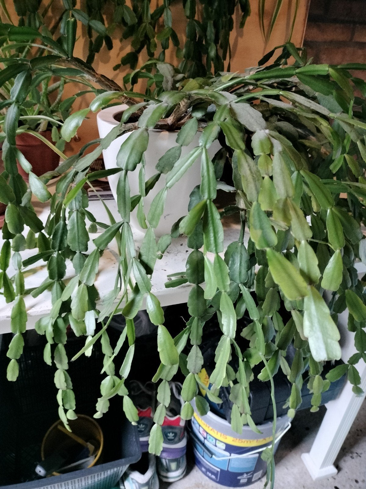 Grote  lidcactus / Schlumbergera kleur (fel)rose, Vaste plant, Halfschaduw, Winter, Ophalen