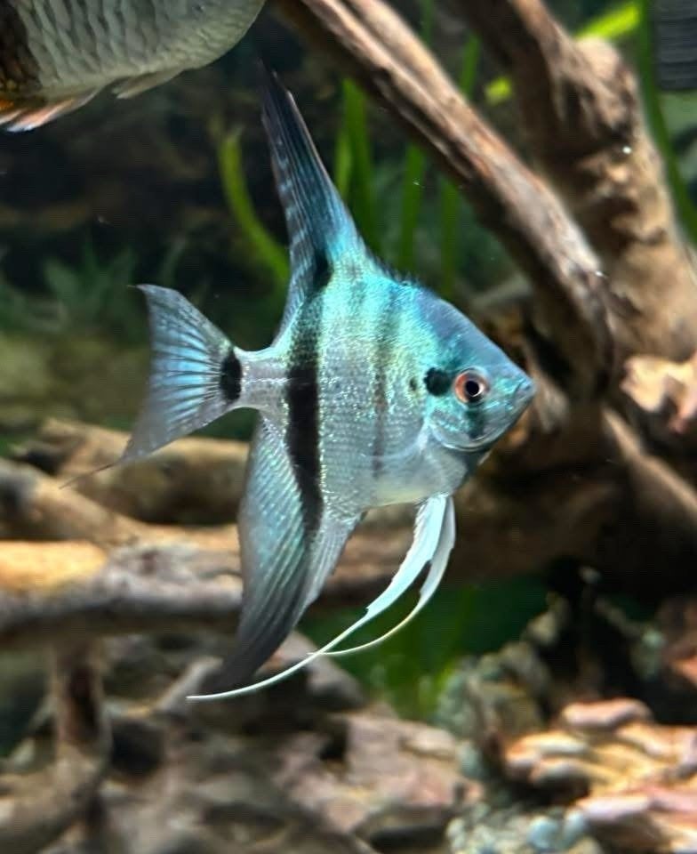 blauwe maanvissen, Dieren en Toebehoren, Vis, Zoetwatervis
