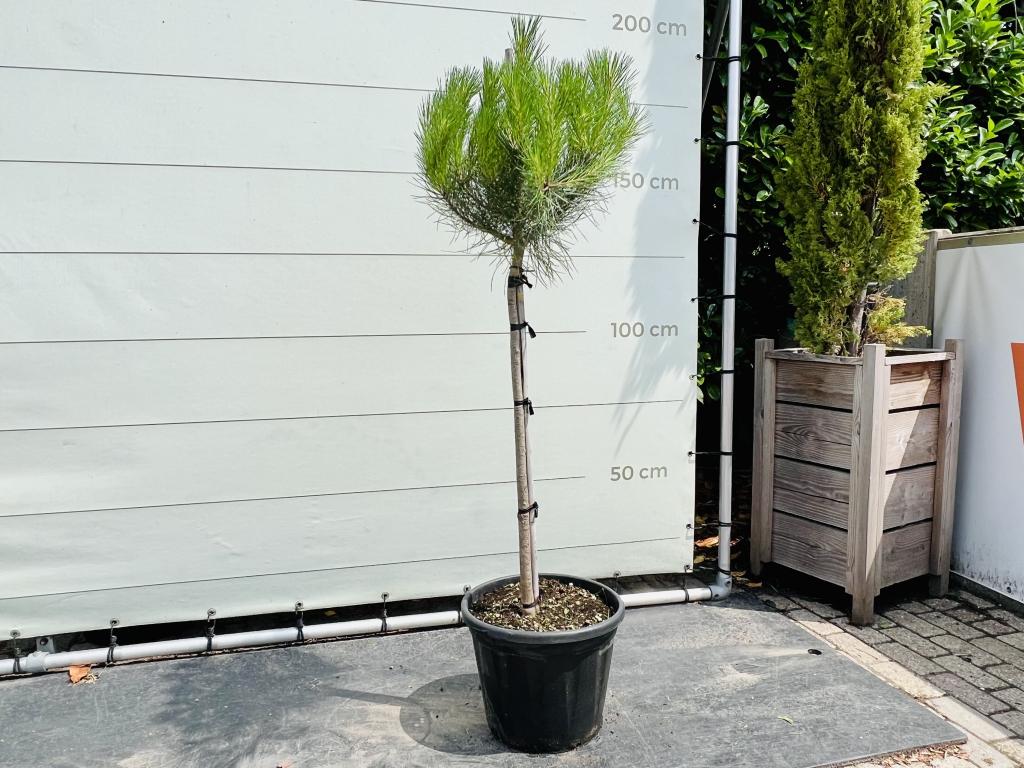 Pijnboom - Pinus Pinea, In pot, Bloeit niet, Halfschaduw, 100 tot 250 cm